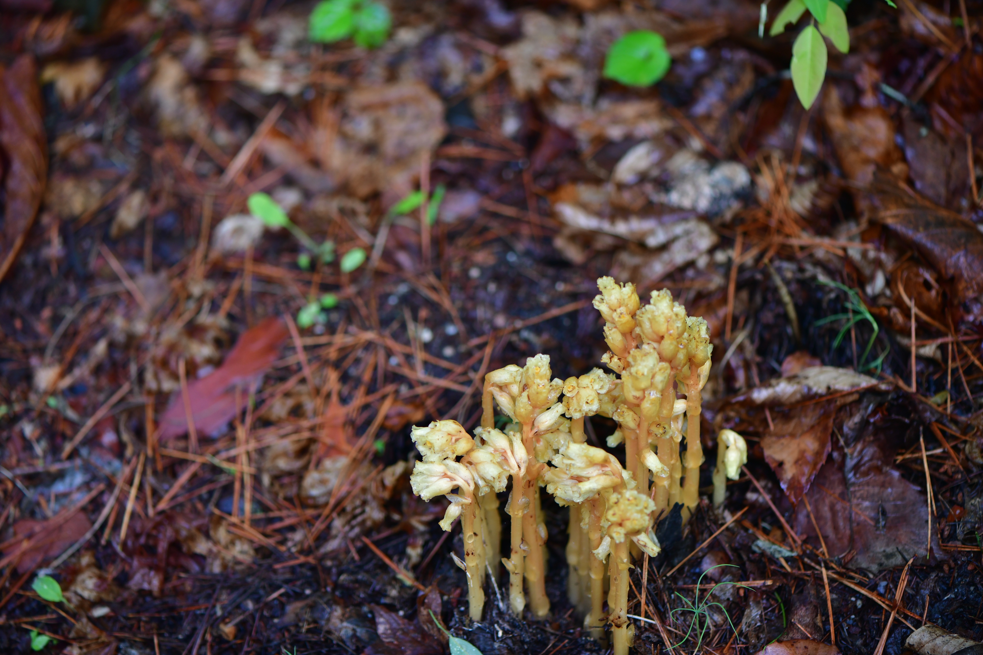 DSC_1922.JPG