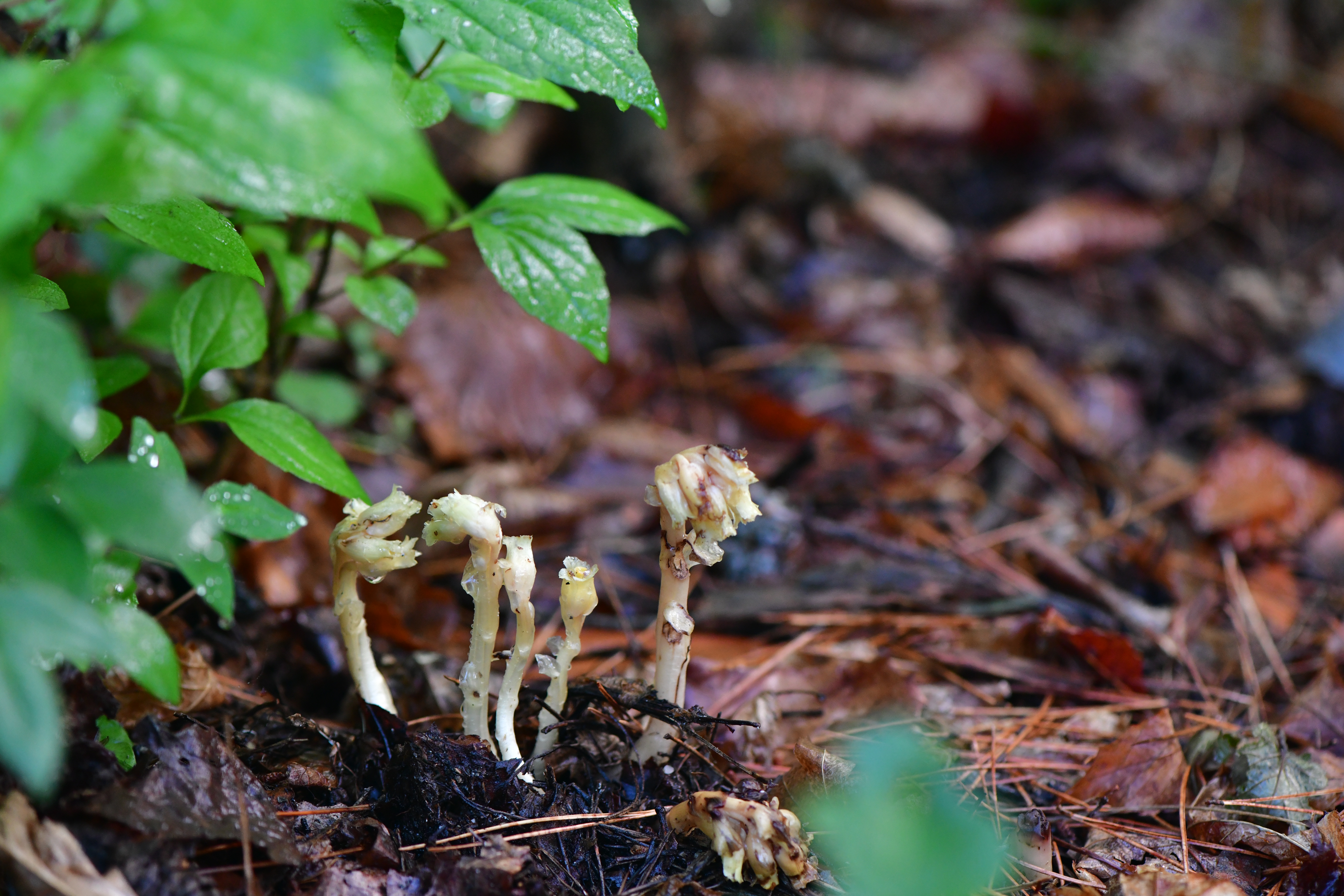 DSC_1874.JPG