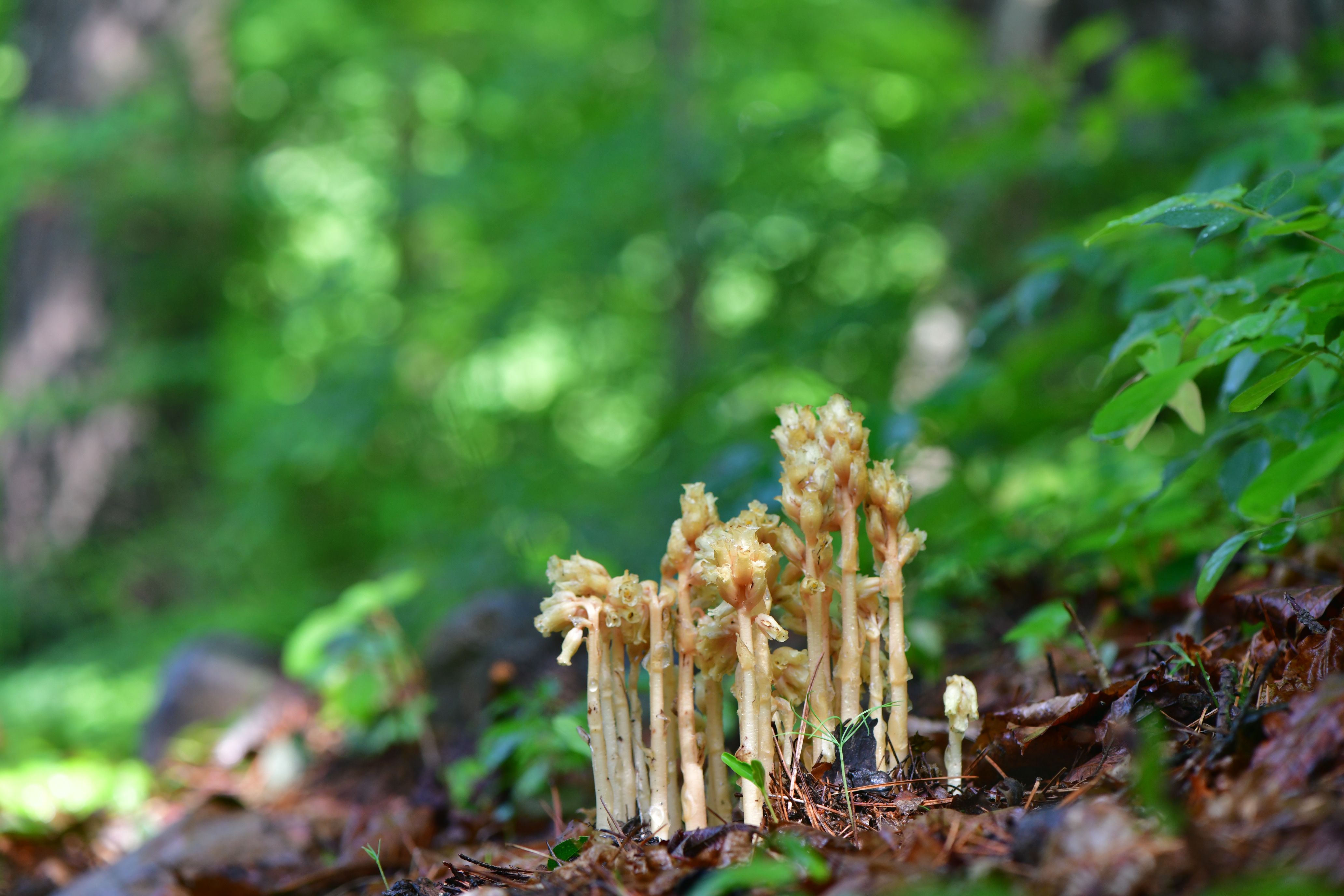 DSC_1908.JPG