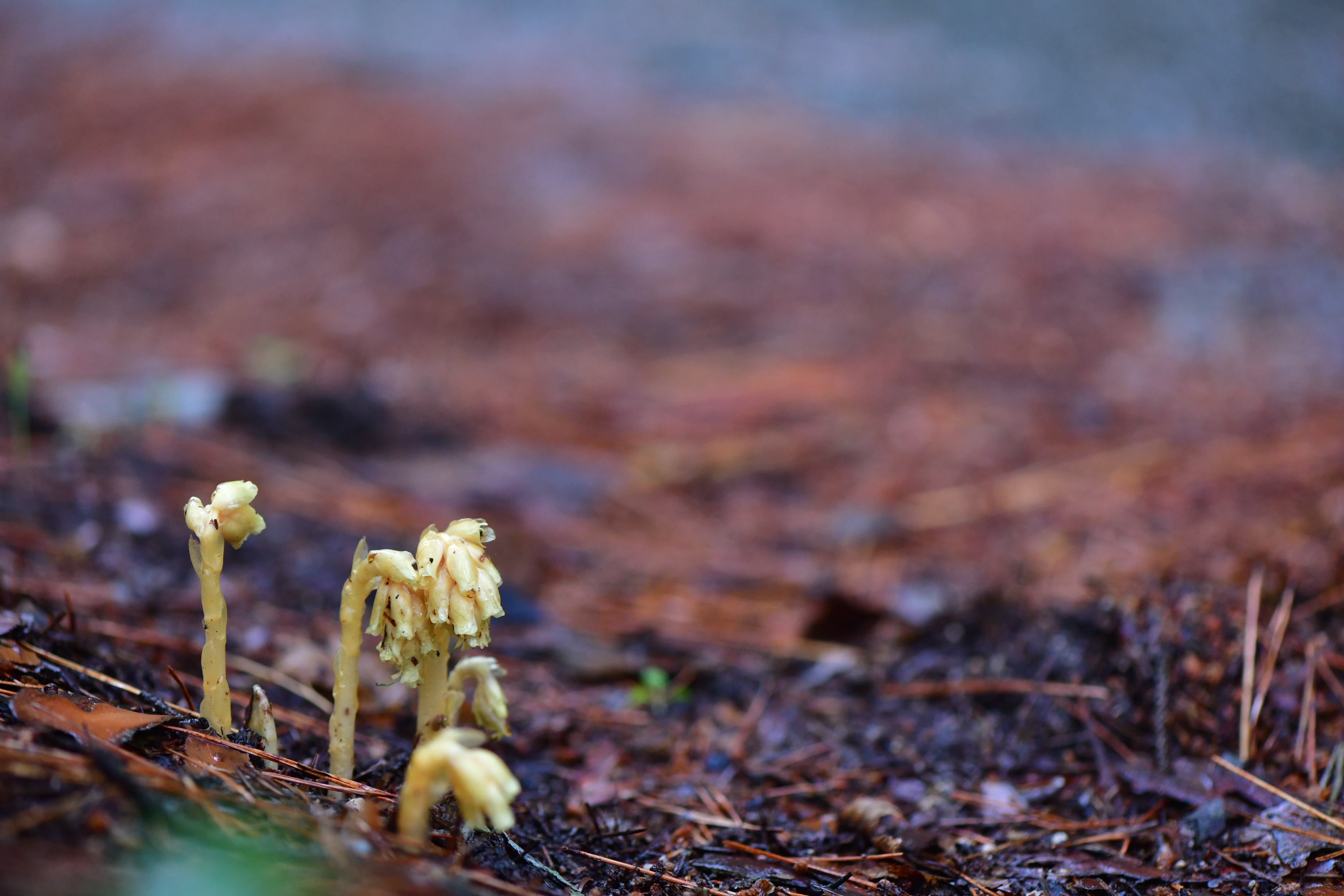 DSC_1776.JPG