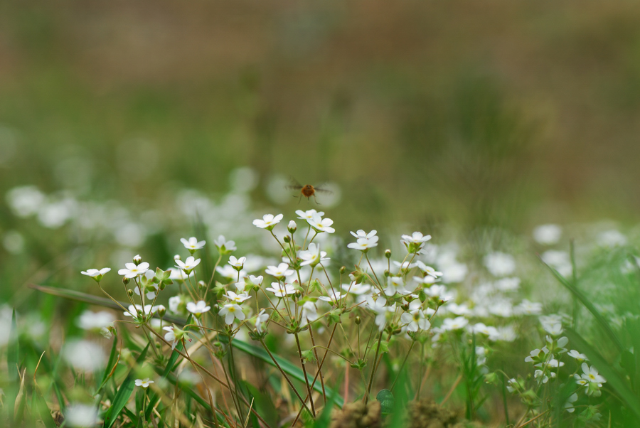 DSC_8515-1.jpg