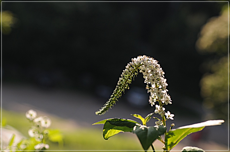 DSC_4043.JPG