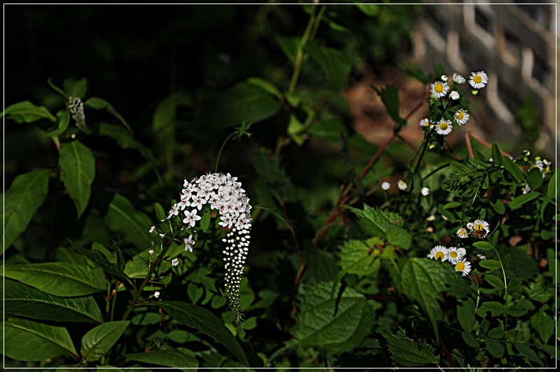 DSC_4065.JPG