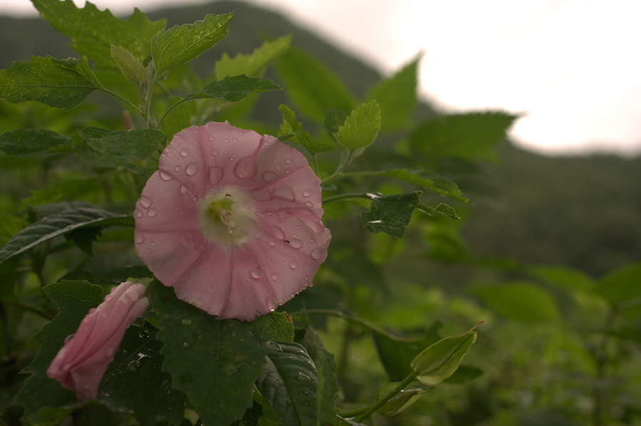 메꽃R0010872.jpg