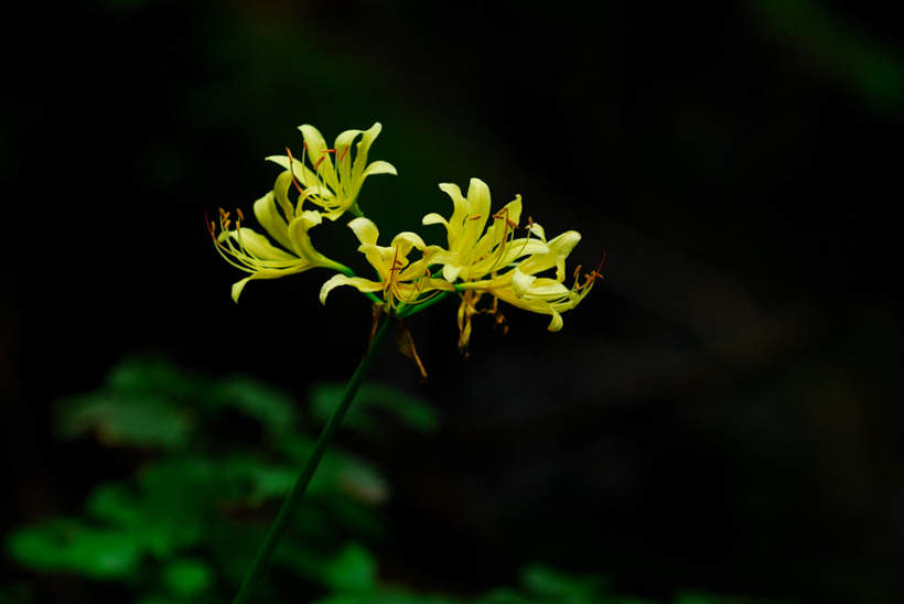DSC_0088-1.jpg