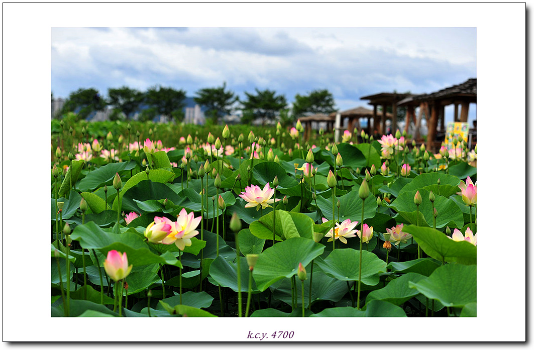 KCY_3668.jpg