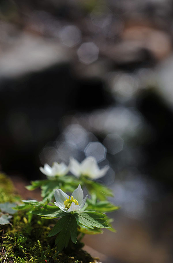 20110424_0220-1.jpg