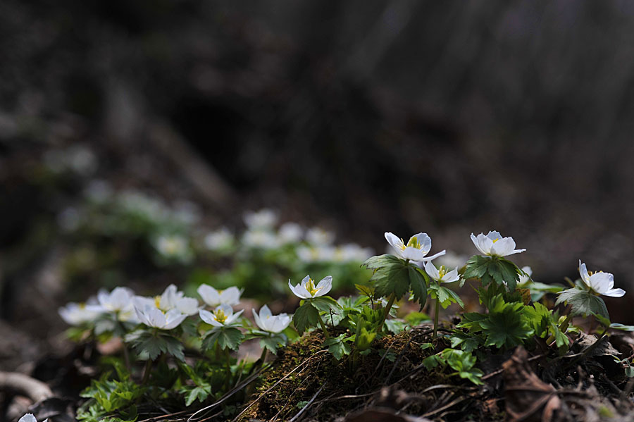 20110424_0147-1.jpg
