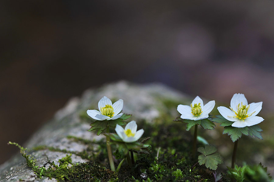 20110424_0161-1.jpg
