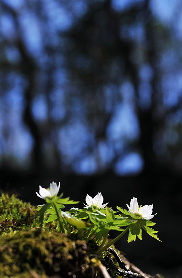 20110424_0217-1.jpg