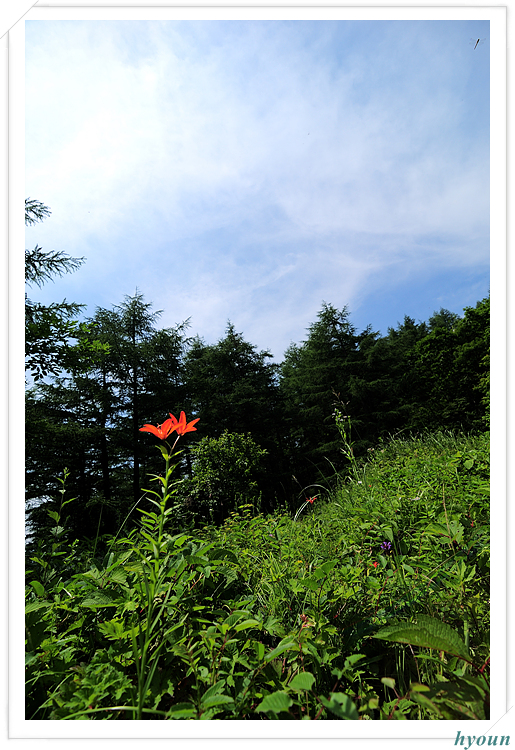 하늘나리_5089.jpg