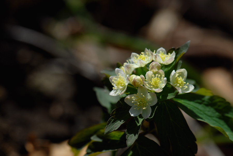 B. 야생화(070423) 190f.jpg