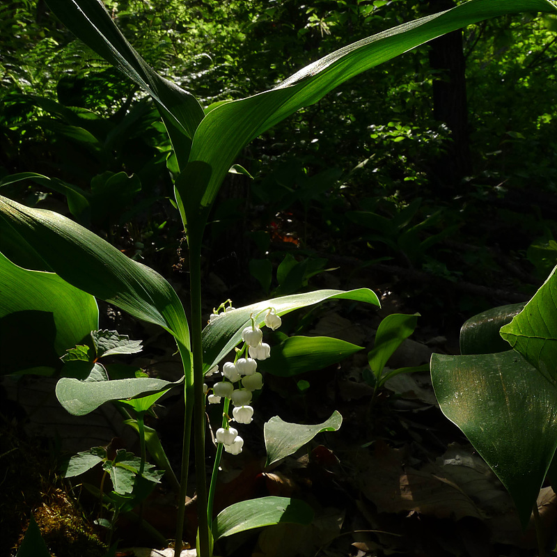 20130516-L1070011.jpg