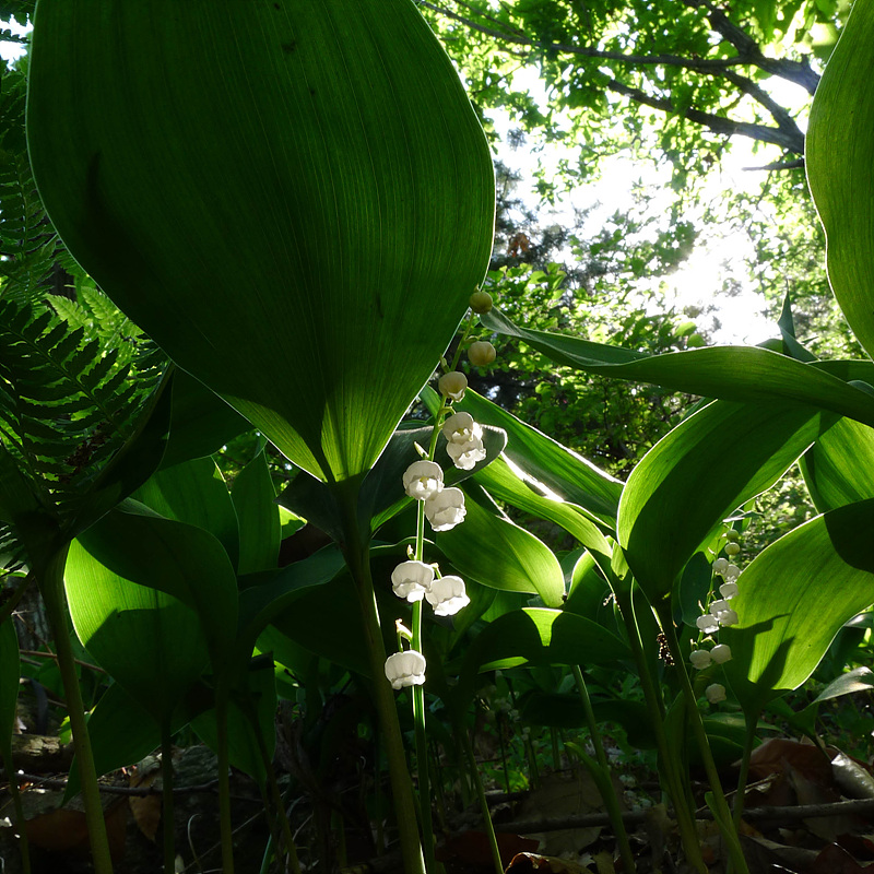 20130516-L1070013.jpg
