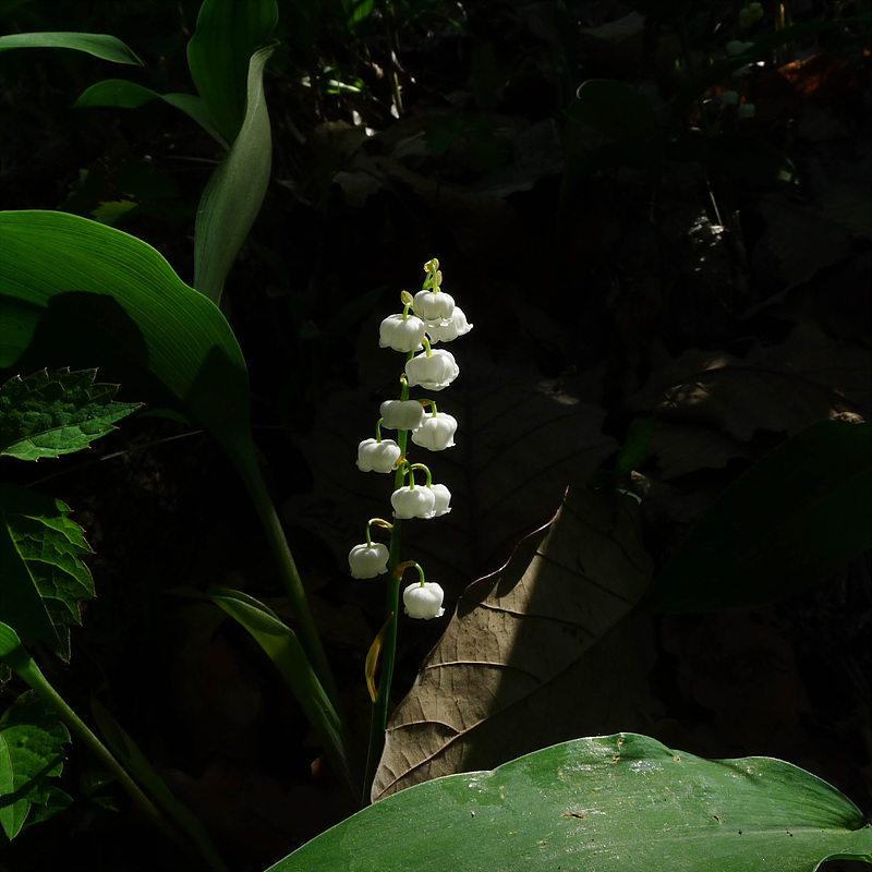 20130516-L1070009.jpg