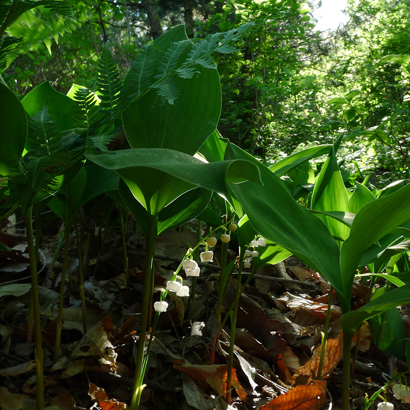 20130516-L1070012.jpg