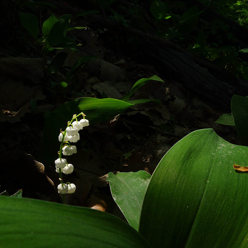 20130516-L1070008.jpg