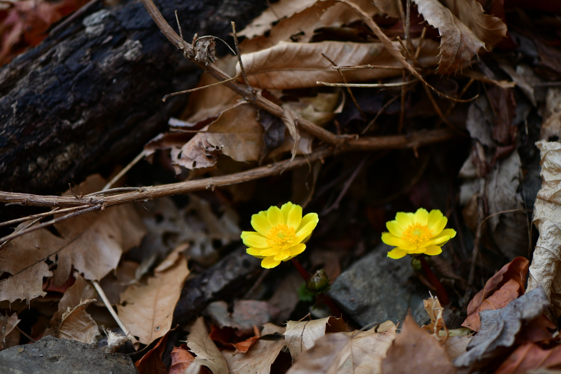 DSC_0234.JPG