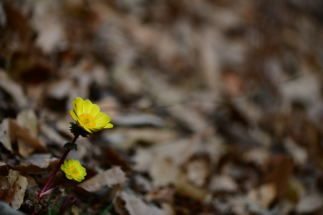 DSC_0203.JPG