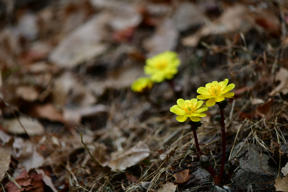 DSC_0250.JPG