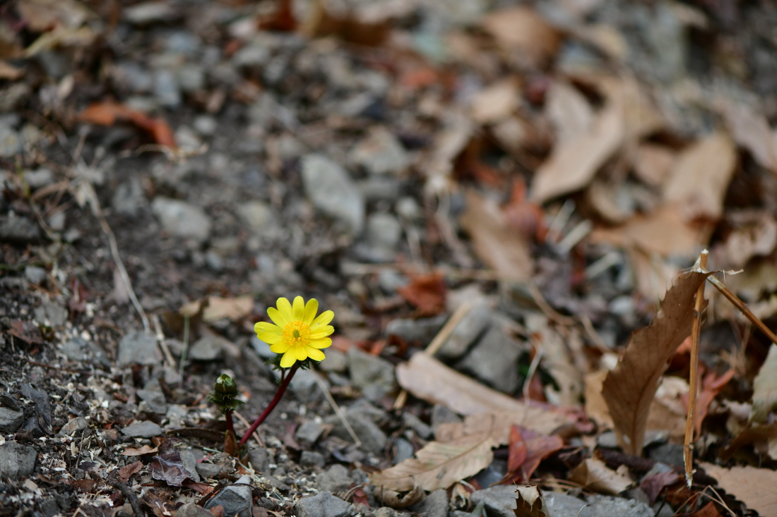 DSC_0207.JPG