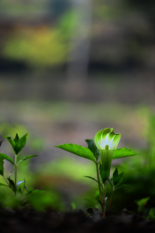 DSC_7138-1.jpg