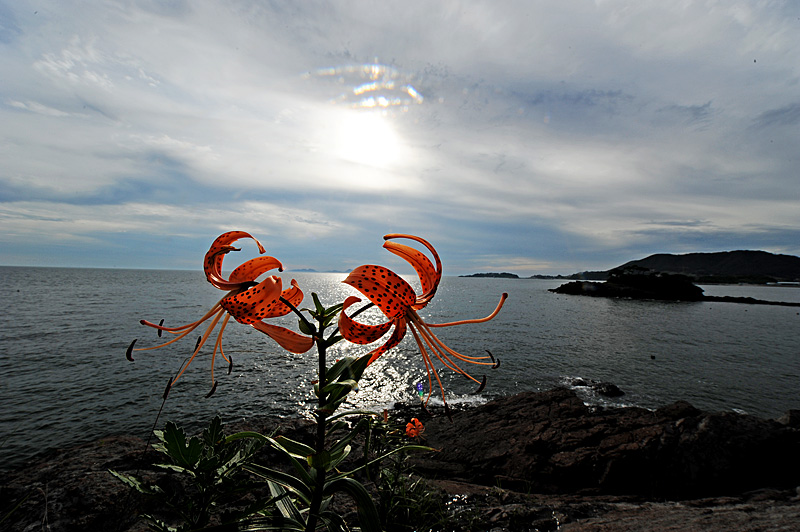 DSC_8652-1.jpg