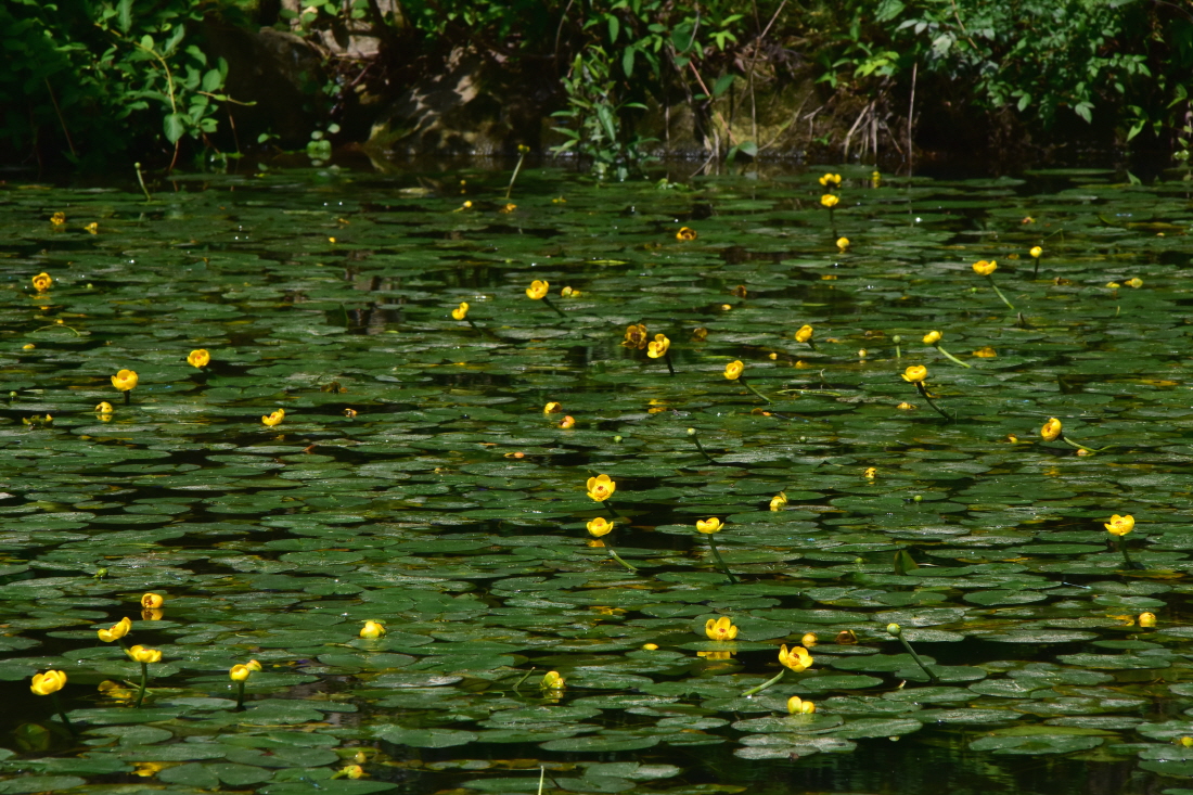 DSC_4610.JPG