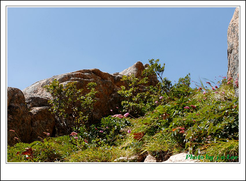 산오이풀3.jpg