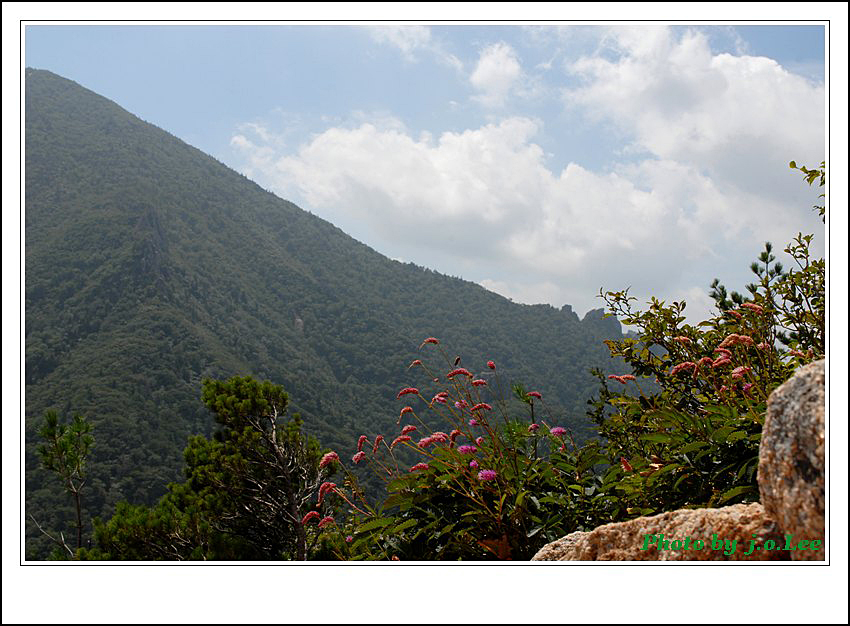 산오이풀4.jpg