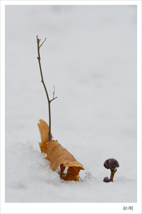 DSC_1430복수초.jpg