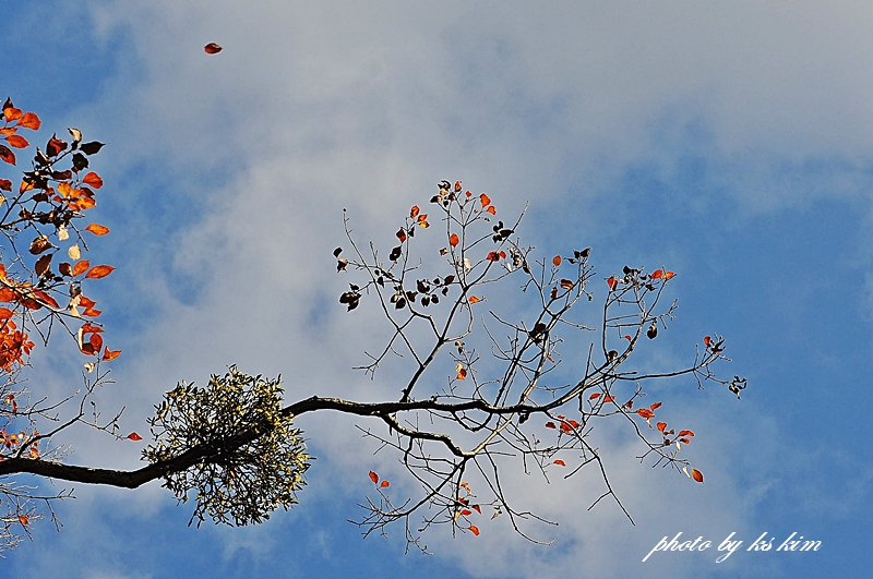 DSC_4325.jpg