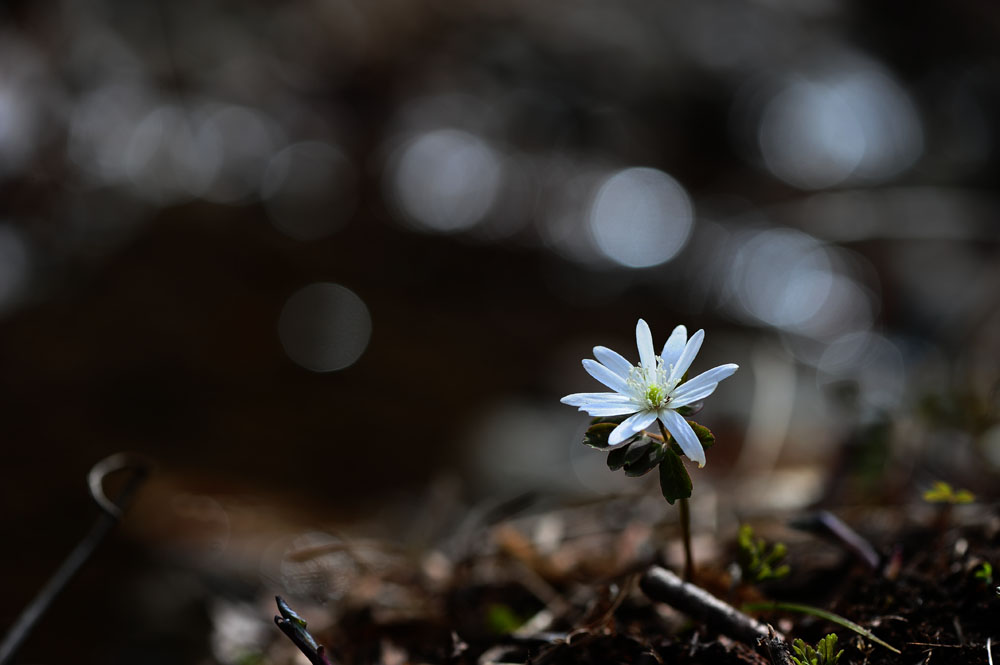 DSC_3837-1.jpg