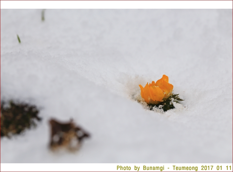 세복수초 설중 북도라진오름_1431.JPG