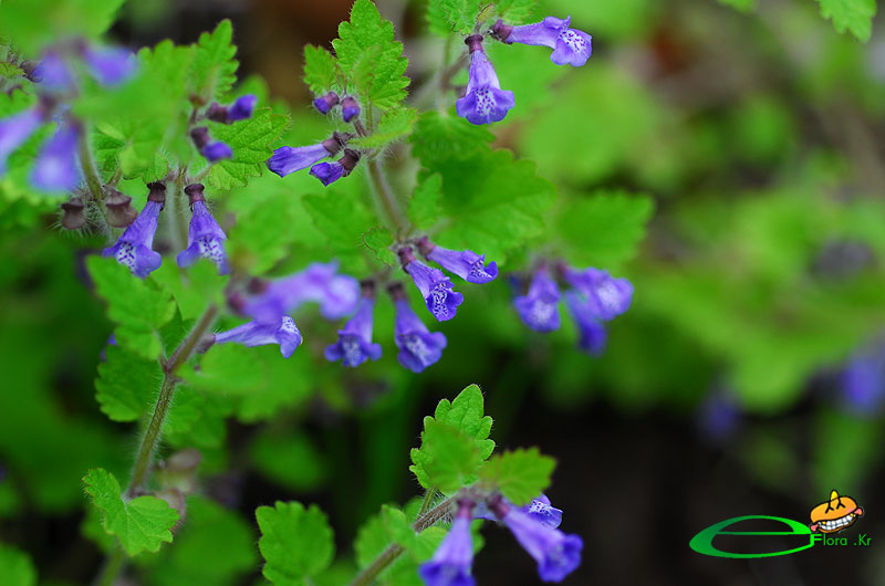 제주골무꽃DGB_9839-800X530_eflora.jpg