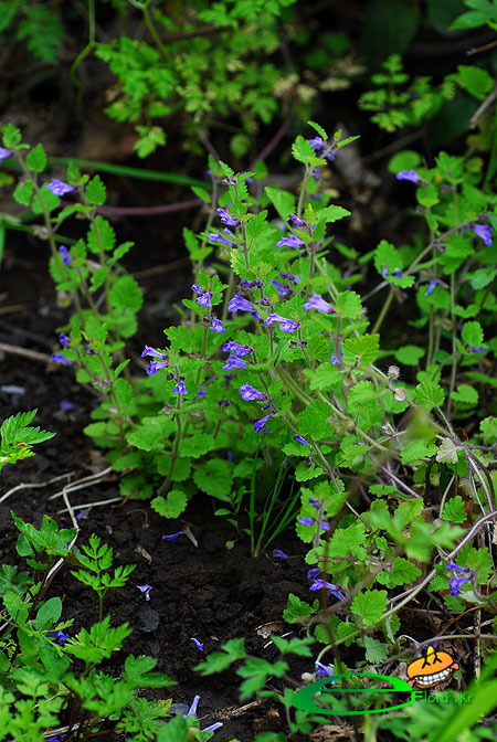 제주골무꽃DGB_9831-450X672_eflora.jpg