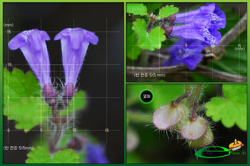 제주골무꽃_꽃_열매-800X530_eflora.jpg