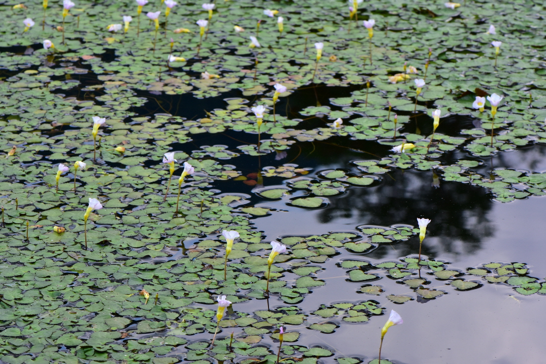 DSC_0397.JPG