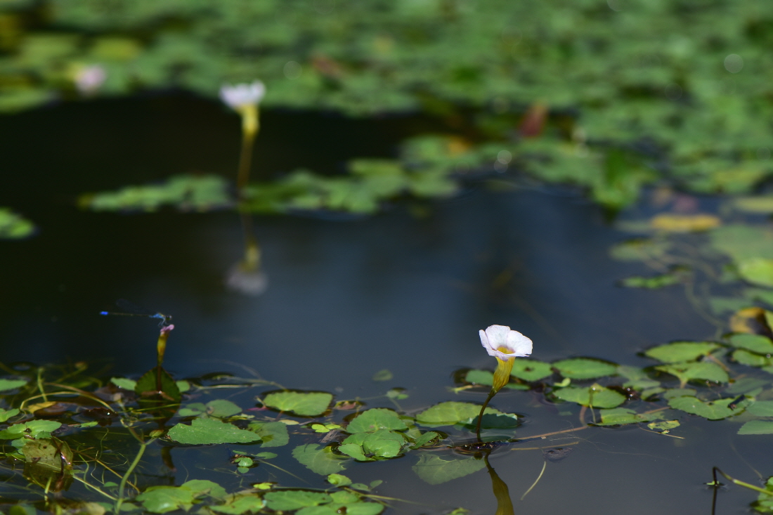 DSC_0470.JPG