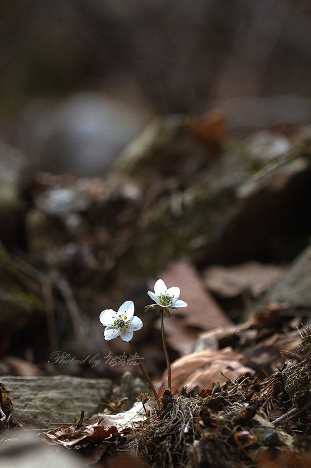 변산바람꽃D3-416.jpg