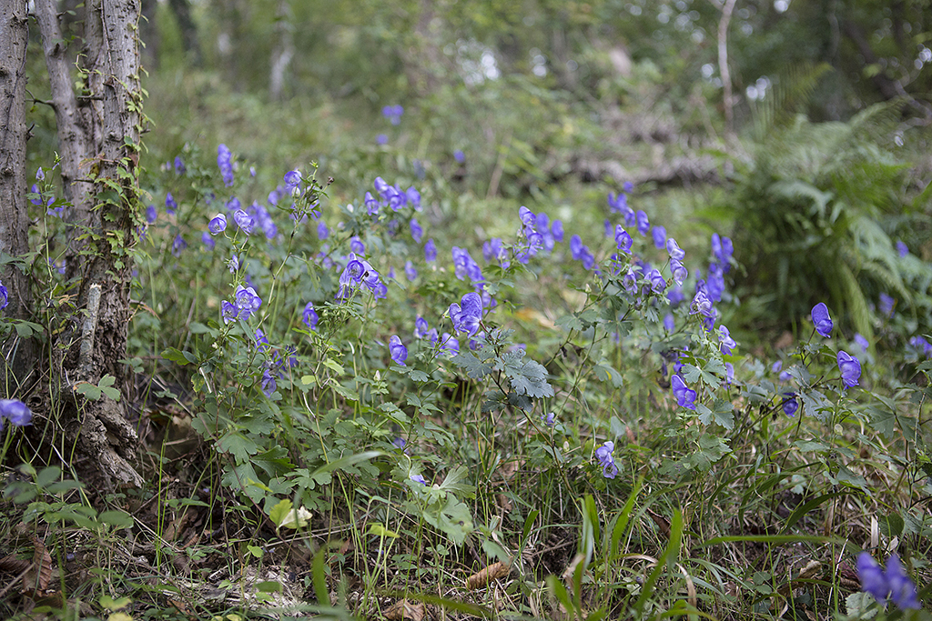 _KP_9424.jpg
