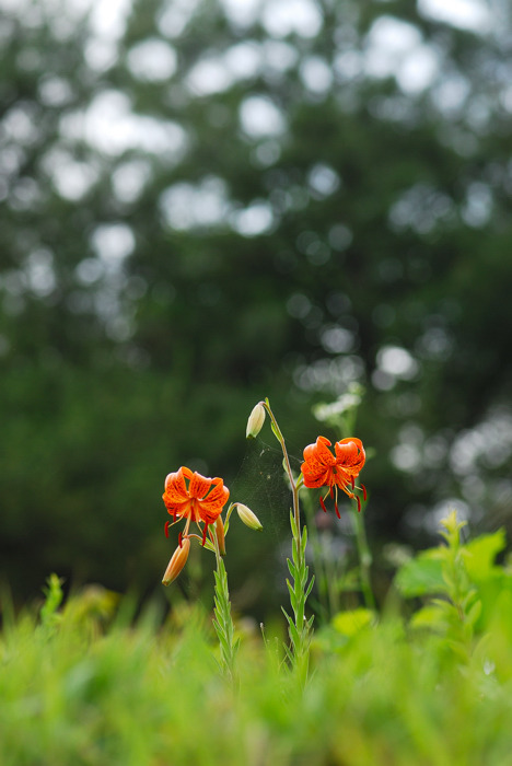 DSC_8597-1.jpg