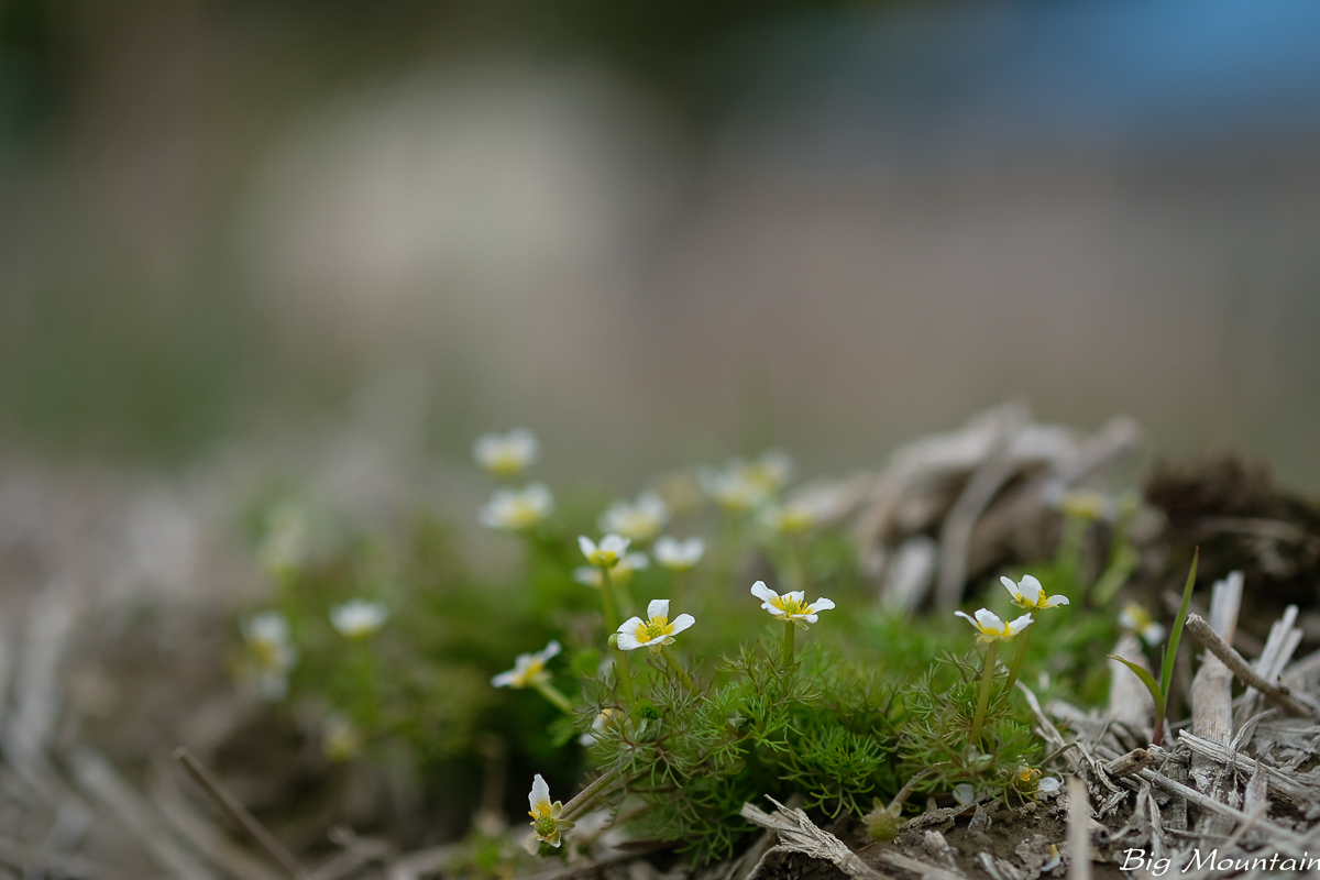 CD770952-A708-41BF-AA12-425F9F531804.jpeg