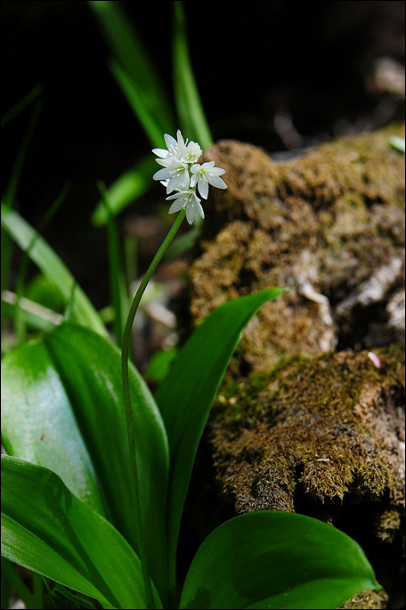 DSC_1300-1.jpg