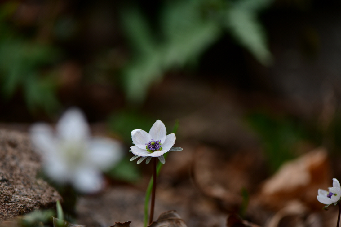 DSC_0457.JPG