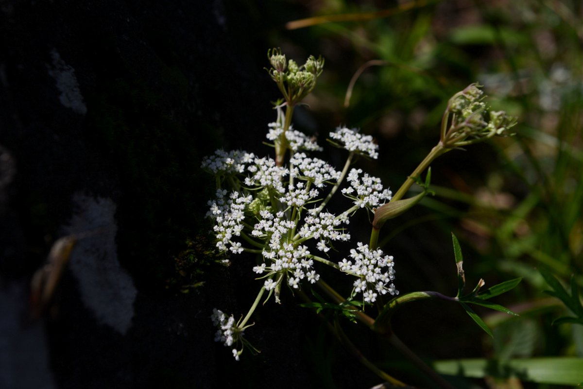 DSC_7139.JPG