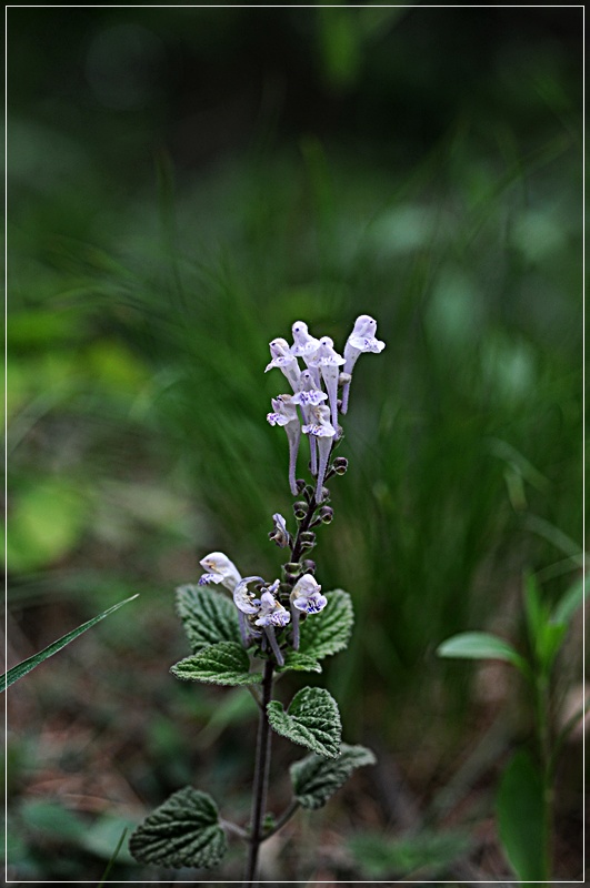 DSC_1969.JPG
