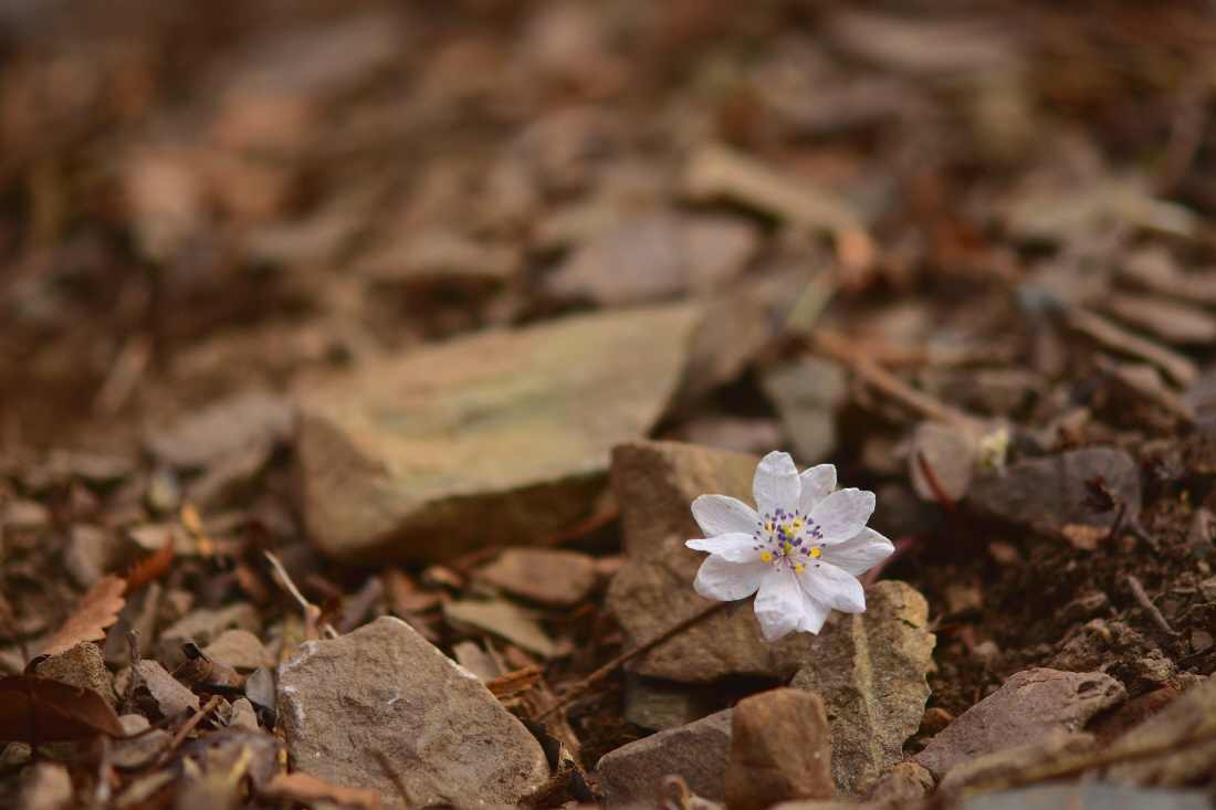 DSC_4318.JPG