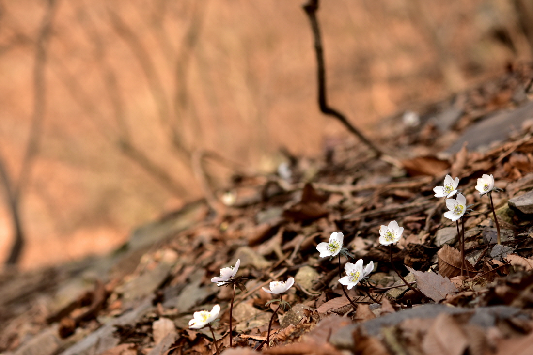 DSC_4348.JPG