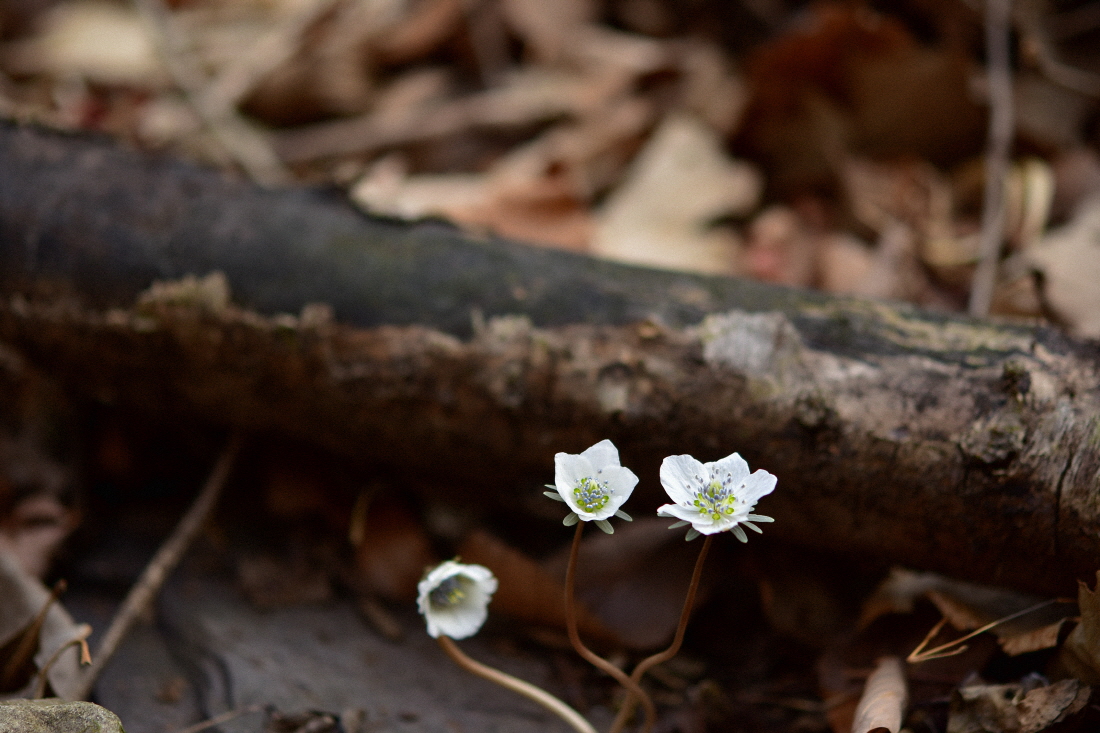 DSC_4360.JPG